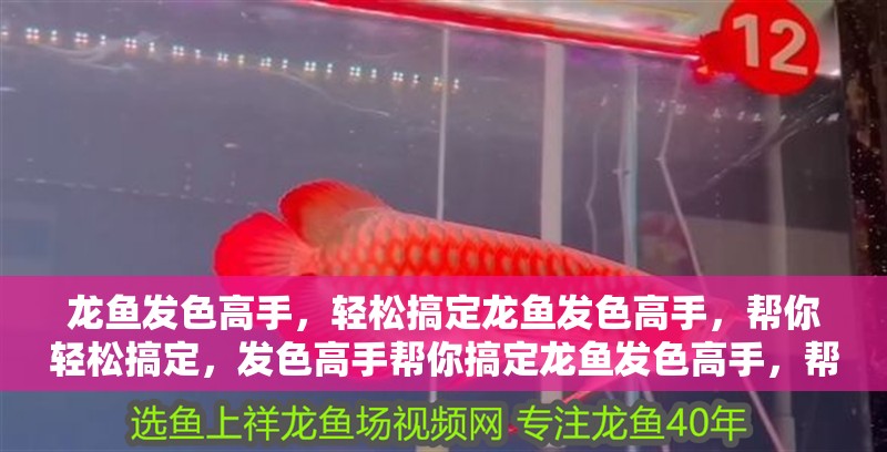 龍魚發色高手，輕松搞定龍魚發色高手，幫你輕松搞定，發色高手幫你搞定龍魚發色高手，幫你輕松搞定