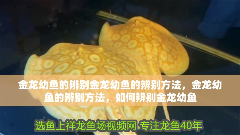 金龍幼魚的辨別金龍幼魚的辨別方法，金龍幼魚的辨別方法，如何辨別金龍幼魚
