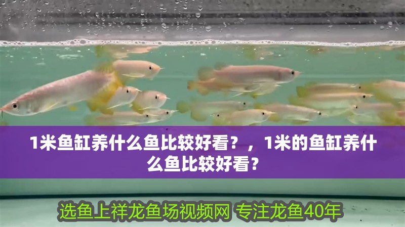 1米魚缸養(yǎng)什么魚比較好看？，1米的魚缸養(yǎng)什么魚比較好看？