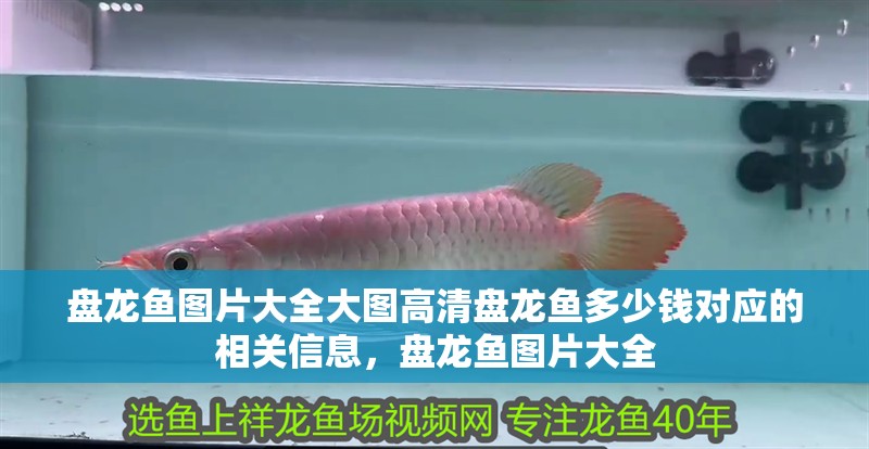 盤龍魚圖片大全大圖高清盤龍魚多少錢對應(yīng)的相關(guān)信息，盤龍魚圖片大全