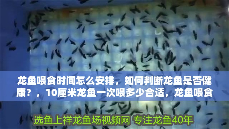 龍魚喂食時間怎么安排，如何判斷龍魚是否健康？，10厘米龍魚一次喂多少合適，龍魚喂食時間怎么安排