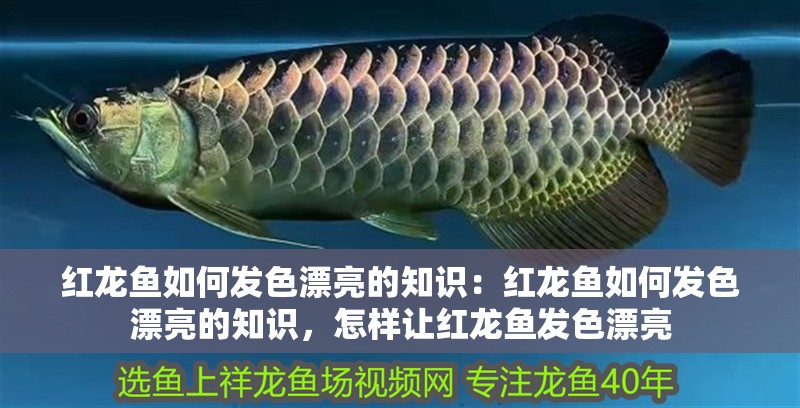 紅龍魚如何發(fā)色漂亮的知識：紅龍魚如何發(fā)色漂亮的知識，怎樣讓紅龍魚發(fā)色漂亮