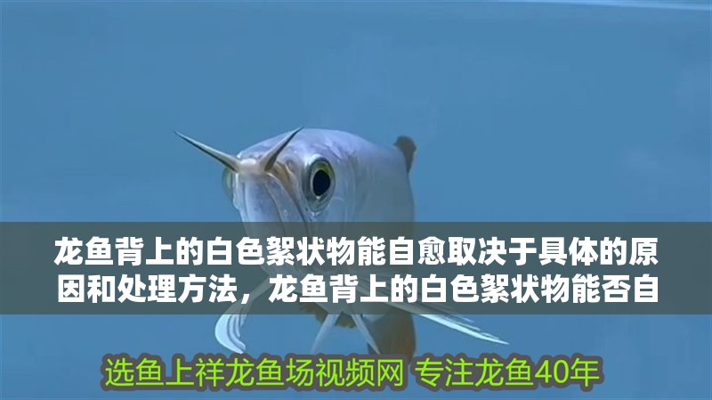 龍魚背上的白色絮狀物能自愈取決于具體的原因和處理方法，龍魚背上的白色絮狀物能否自愈