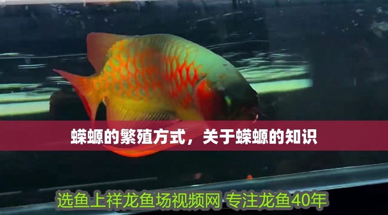 蠑螈的繁殖方式，關于蠑螈的知識