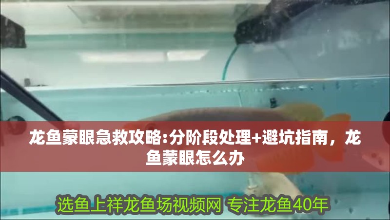 龍魚蒙眼急救攻略:分階段處理+避坑指南，龍魚蒙眼怎么辦
