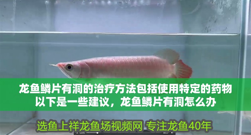 龍魚鱗片有洞的治療方法包括使用特定的藥物以下是一些建議，龍魚鱗片有洞怎么辦