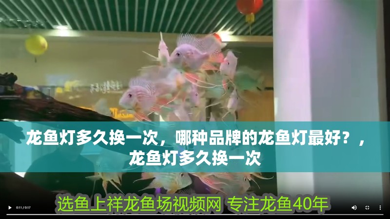 龍魚(yú)燈多久換一次，哪種品牌的龍魚(yú)燈最好？，龍魚(yú)燈多久換一次