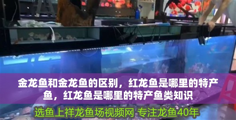 金龍魚和金龍魚的區別，紅龍魚是哪里的特產魚，紅龍魚是哪里的特產魚類知識
