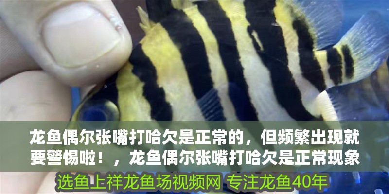 龍魚偶爾張嘴打哈欠是正常的，但頻繁出現就要警惕啦！，龍魚偶爾張嘴打哈欠是正常現象嗎龍魚偶爾張嘴打哈欠是正常現象嗎