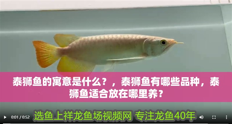 泰獅魚的寓意是什么？，泰獅魚有哪些品種，泰獅魚適合放在哪里養？
