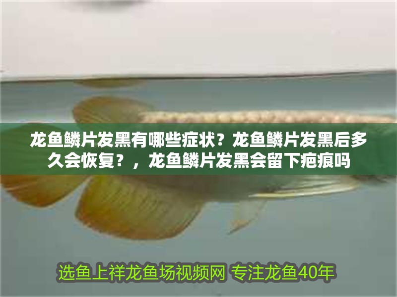 龍魚鱗片發黑有哪些癥狀？龍魚鱗片發黑后多久會恢復？，龍魚鱗片發黑會留下疤痕嗎