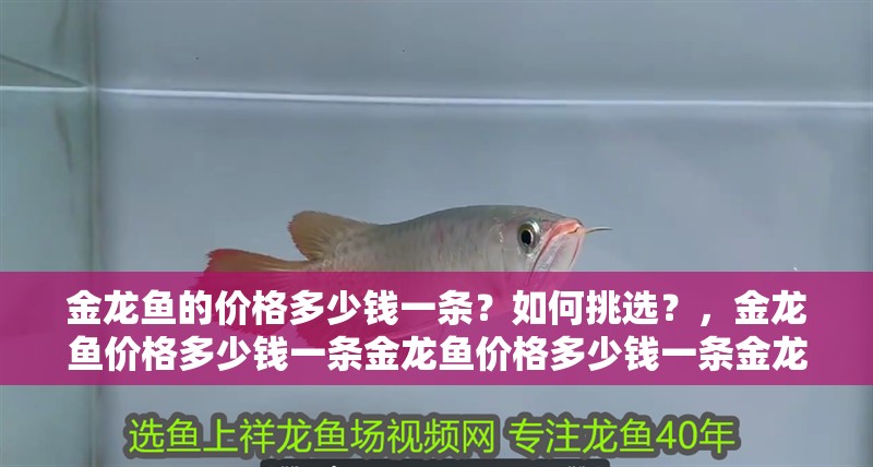 金龍魚的價格多少錢一條？如何挑選？，金龍魚價格多少錢一條金龍魚價格多少錢一條金龍魚