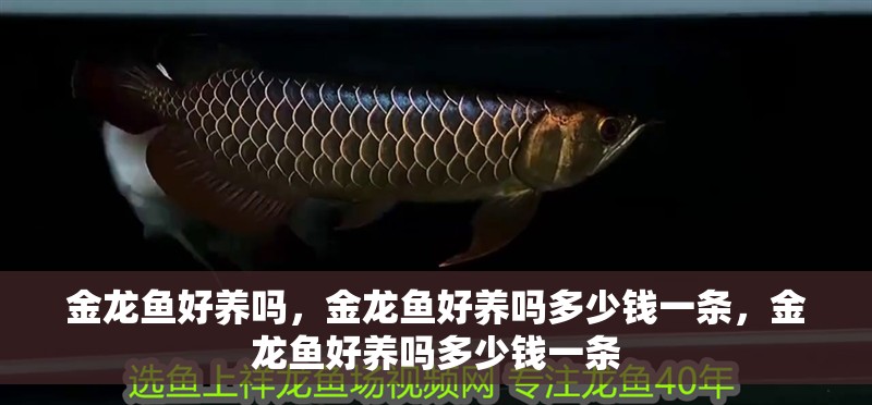金龍魚好養嗎，金龍魚好養嗎多少錢一條，金龍魚好養嗎多少錢一條