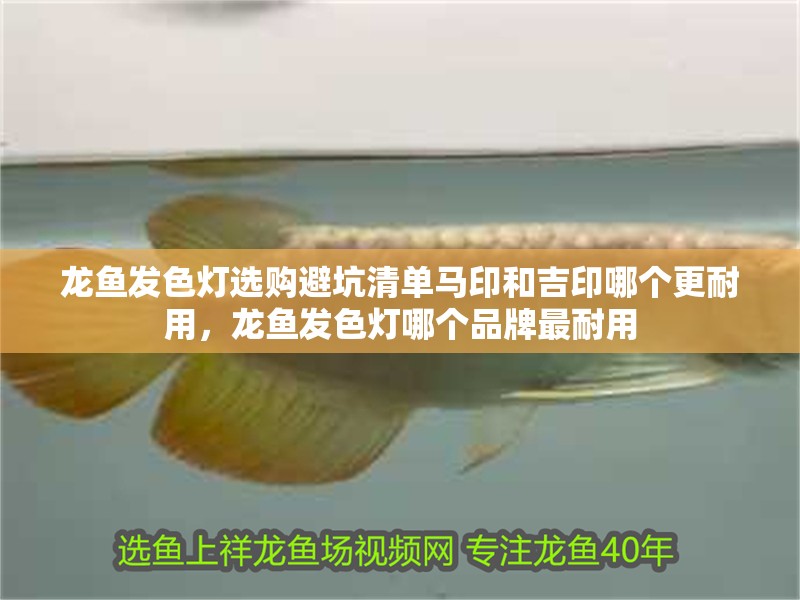 龍魚發色燈選購避坑清單馬印和吉印哪個更耐用，龍魚發色燈哪個品牌最耐用