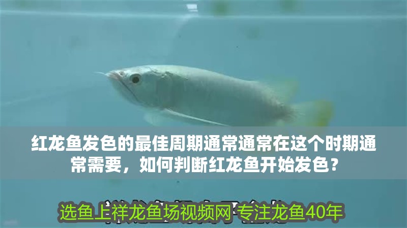 紅龍魚發(fā)色的最佳周期通常通常在這個時期通常需要，如何判斷紅龍魚開始發(fā)色？