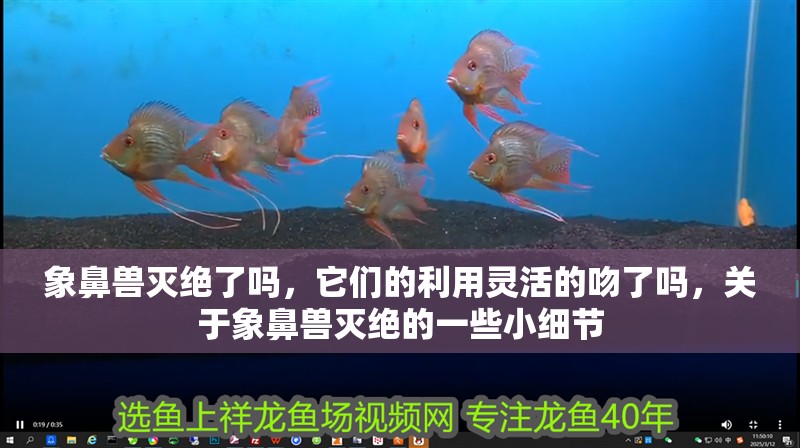 象鼻獸滅絕了嗎，它們的利用靈活的吻了嗎，關于象鼻獸滅絕的一些小細節