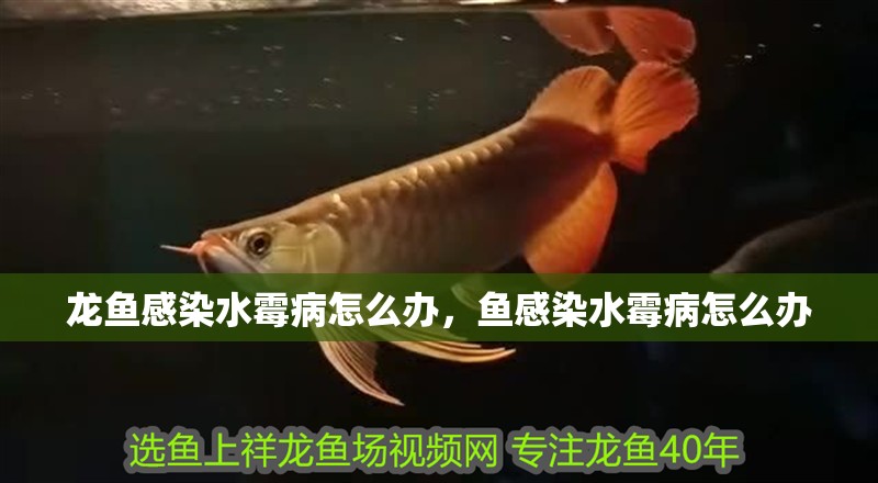 龍魚感染水霉病怎么辦，魚感染水霉病怎么辦