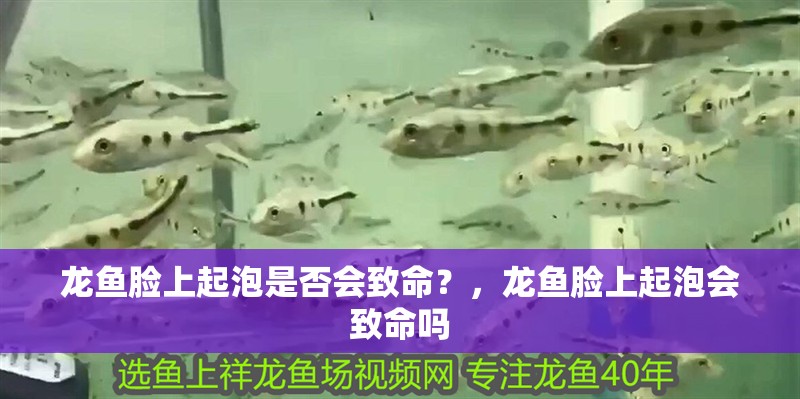 龍魚臉上起泡是否會致命？，龍魚臉上起泡會致命嗎