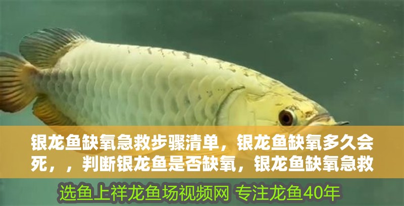 銀龍魚缺氧急救步驟清單，銀龍魚缺氧多久會死，，判斷銀龍魚是否缺氧，銀龍魚缺氧急救步驟清單