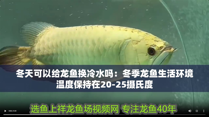 冬天可以給龍魚換冷水嗎：冬季龍魚生活環境溫度保持在20-25攝氏度