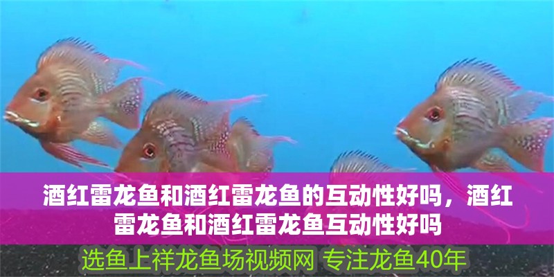酒紅雷龍魚和酒紅雷龍魚的互動性好嗎，酒紅雷龍魚和酒紅雷龍魚互動性好嗎
