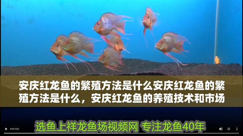 安慶紅龍魚的繁殖方法是什么安慶紅龍魚的繁殖方法是什么，安慶紅龍魚的養殖技術和市場前景