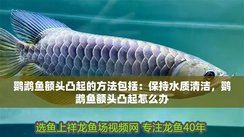 鸚鵡魚額頭凸起的方法包括：保持水質清潔，鸚鵡魚額頭凸起怎么辦