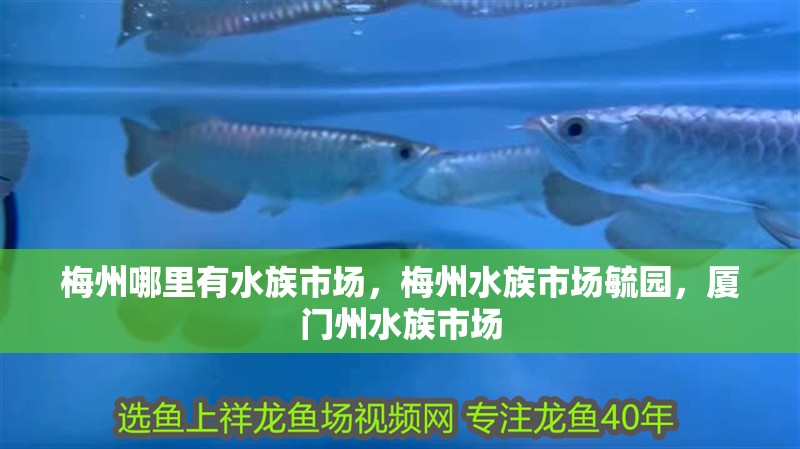 梅州哪里有水族市場，梅州水族市場毓園，廈門州水族市場