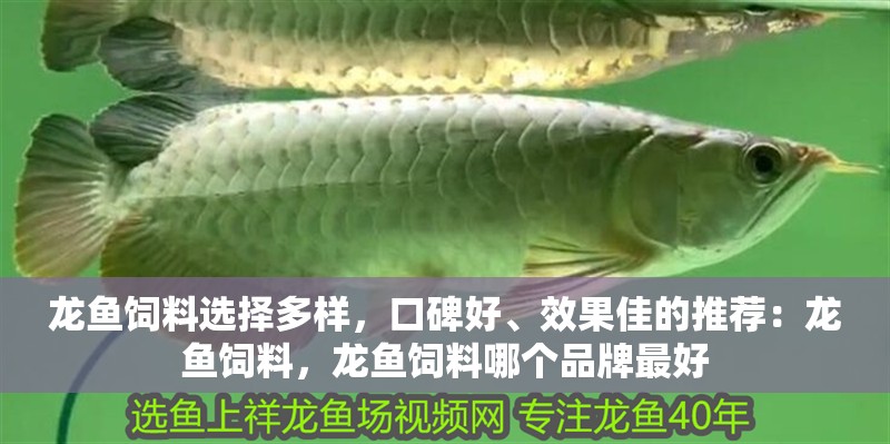 龍魚飼料選擇多樣，口碑好、效果佳的推薦：龍魚飼料，龍魚飼料哪個品牌最好