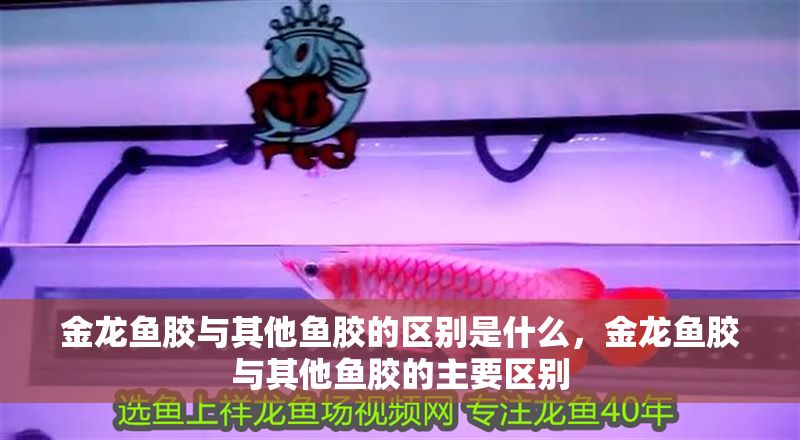 金龍魚膠與其他魚膠的區別是什么，金龍魚膠與其他魚膠的主要區別