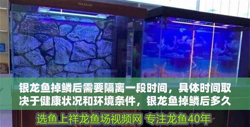銀龍魚掉鱗后需要隔離一段時間，具體時間取決于健康狀況和環(huán)境條件，銀龍魚掉鱗后多久會恢復