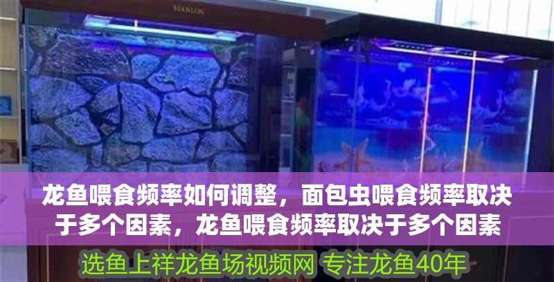 龍魚喂食頻率如何調整，面包蟲喂食頻率取決于多個因素，龍魚喂食頻率取決于多個因素