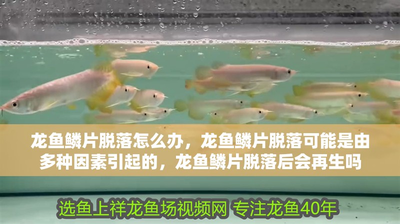 龍魚鱗片脫落怎么辦，龍魚鱗片脫落可能是由多種因素引起的，龍魚鱗片脫落后會再生嗎