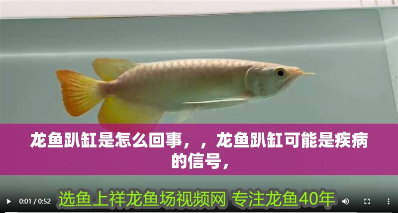 龍魚趴缸是怎么回事，，龍魚趴缸可能是疾病的信號，