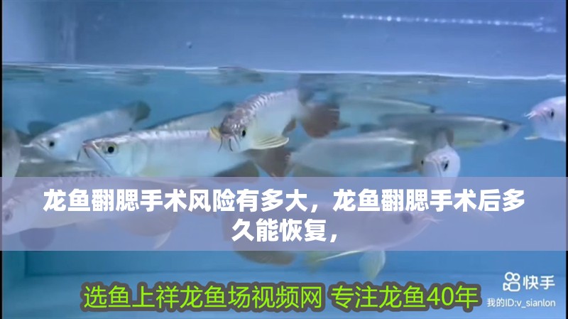 龍魚翻腮手術風險有多大，龍魚翻腮手術后多久能恢復，