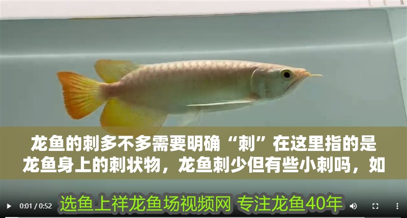 龍魚的刺多不多需要明確“刺”在這里指的是龍魚身上的刺狀物，龍魚刺少但有些小刺嗎，如何挑選新鮮的龍利魚