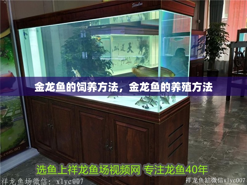 金龍魚的飼養方法，金龍魚的養殖方法