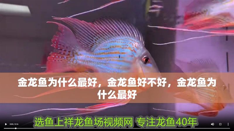 金龍魚(yú)為什么最好，金龍魚(yú)好不好，金龍魚(yú)為什么最好