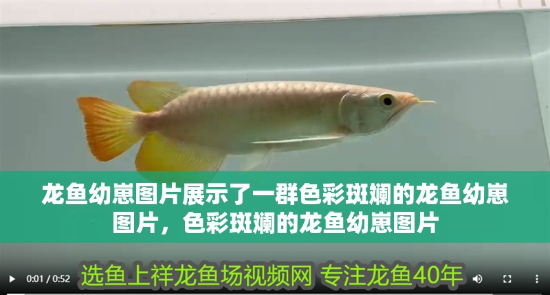龍魚幼崽圖片展示了一群色彩斑斕的龍魚幼崽圖片，色彩斑斕的龍魚幼崽圖片
