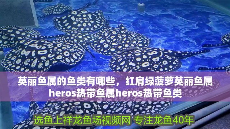英麗魚屬的魚類有哪些，紅肩綠菠蘿英麗魚屬heros熱帶魚屬heros熱帶魚類