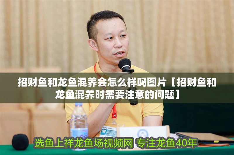 招財魚和龍魚混養會怎么樣嗎圖片【招財魚和龍魚混養時需要注意的問題】