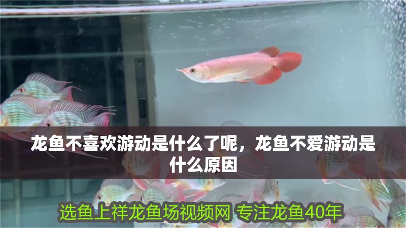 龍魚不喜歡游動是什么了呢，龍魚不愛游動是什么原因