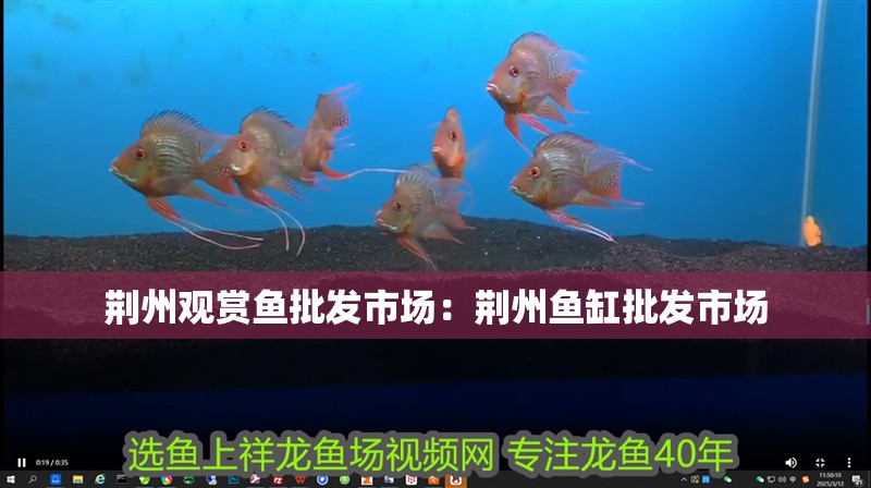荊州觀賞魚批發市場：荊州魚缸批發市場