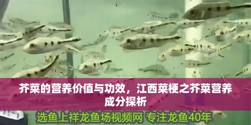 芥菜的營養價值與功效，江西菜梗之芥菜營養成分探析