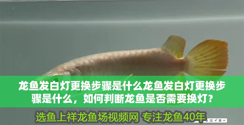 龍魚發(fā)白燈更換步驟是什么龍魚發(fā)白燈更換步驟是什么，如何判斷龍魚是否需要換燈？