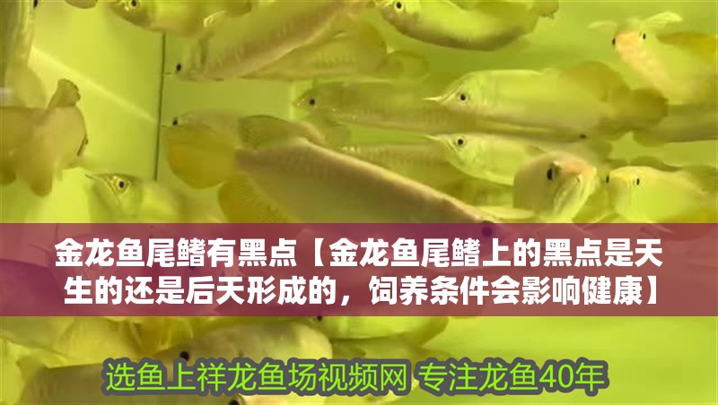 金龍魚尾鰭有黑點【金龍魚尾鰭上的黑點是天生的還是后天形成的，飼養條件會影響健康】