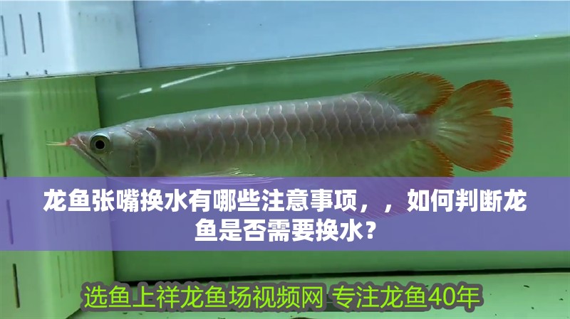 龍魚張嘴換水有哪些注意事項，，如何判斷龍魚是否需要換水？