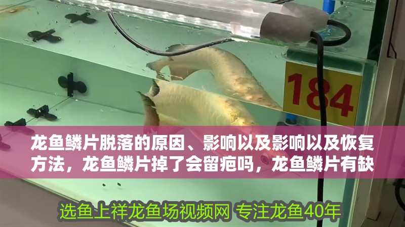 龍魚鱗片脫落的原因、影響以及影響以及恢復方法，龍魚鱗片掉了會留疤嗎，龍魚鱗片有缺口怎么回事寵物健康家園