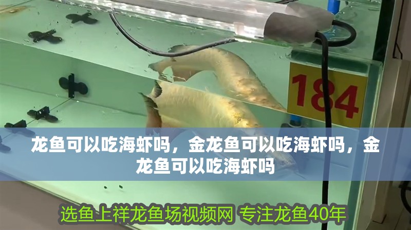 龍魚可以吃海蝦嗎，金龍魚可以吃海蝦嗎，金龍魚可以吃海蝦嗎