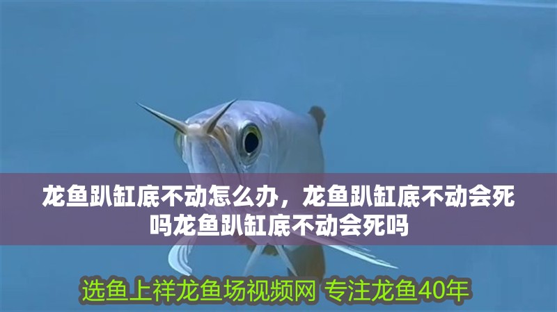 龍魚趴缸底不動怎么辦，龍魚趴缸底不動會死嗎龍魚趴缸底不動會死嗎